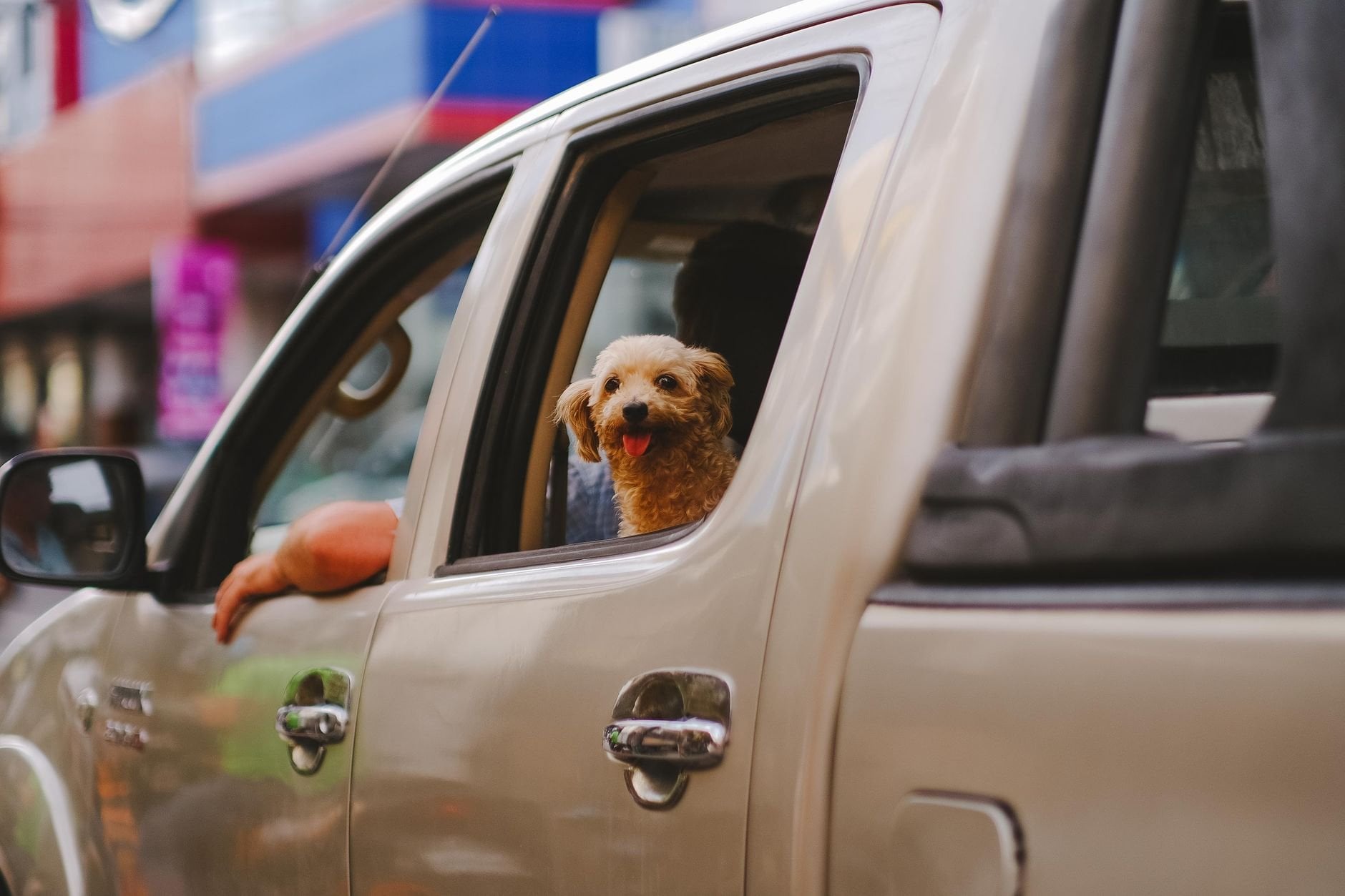 A poodle looking out the window of a parked car